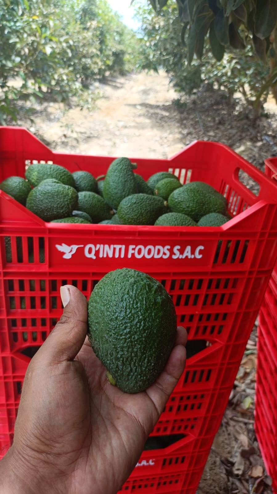 Hass avocados ripening on the tree
