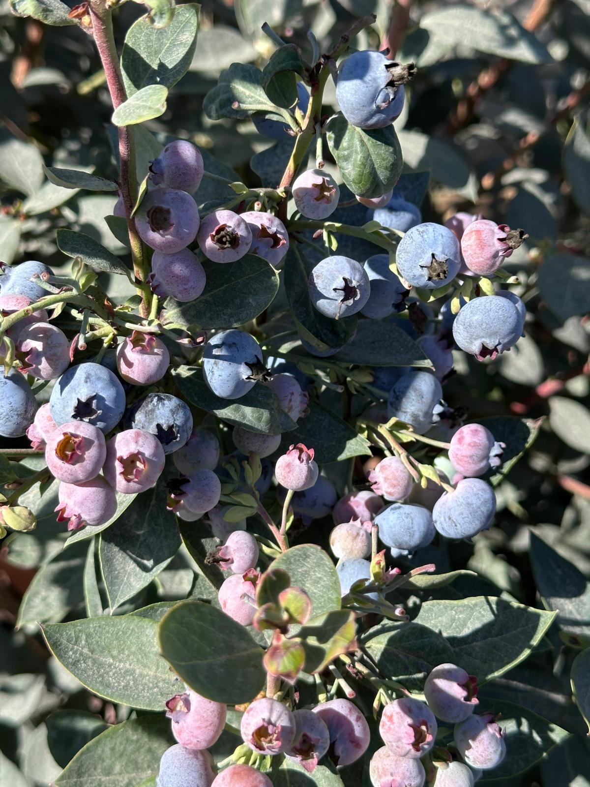Fresh Peruvian blueberries