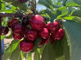 Fresh cherries packed for export