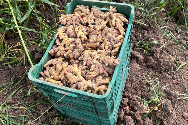 Crate of freshly harvested organic ginger in the field