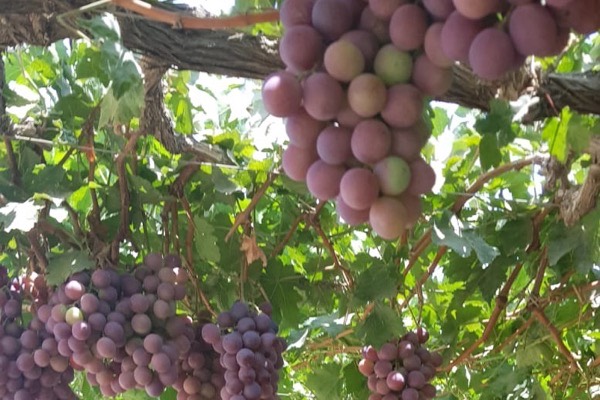 Red table grapes on the vine in a Peruvian vineyard