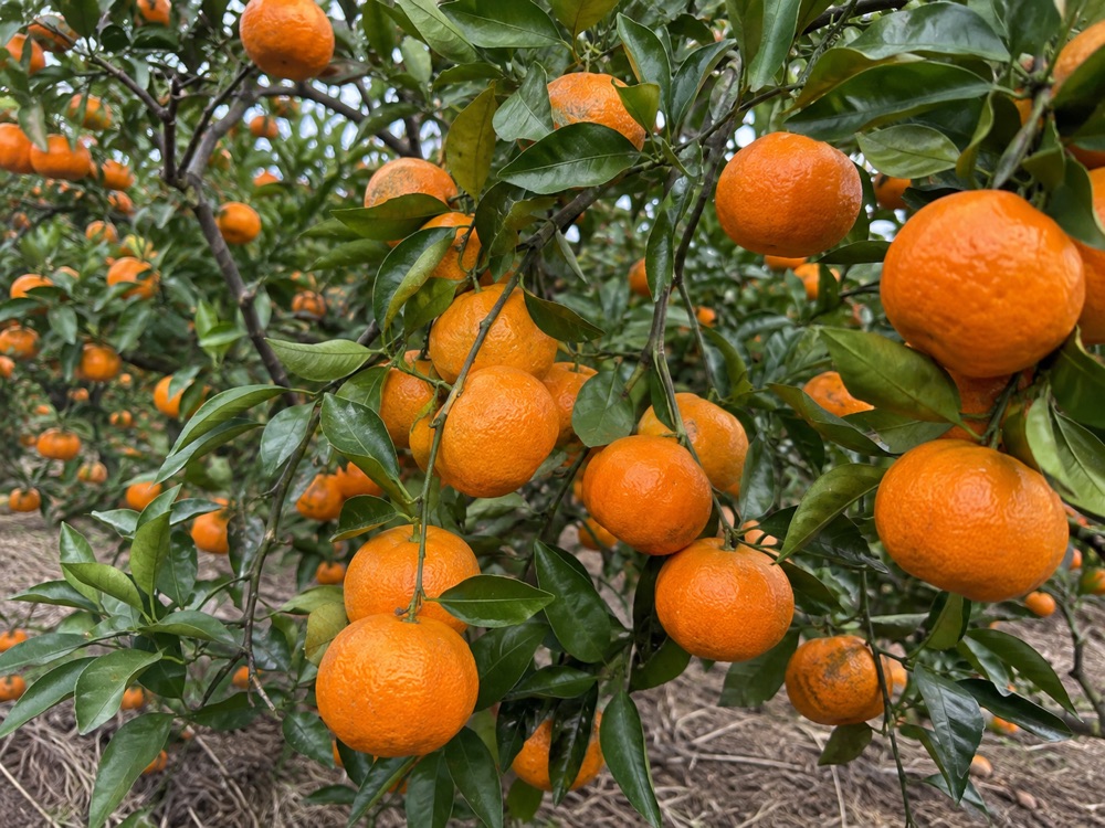 Ripe mandarins on the branch in a coastal valley grove
