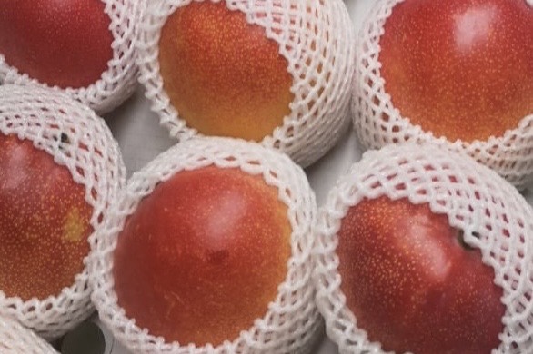 Ripe Kent mangoes in protective nets, packed for export