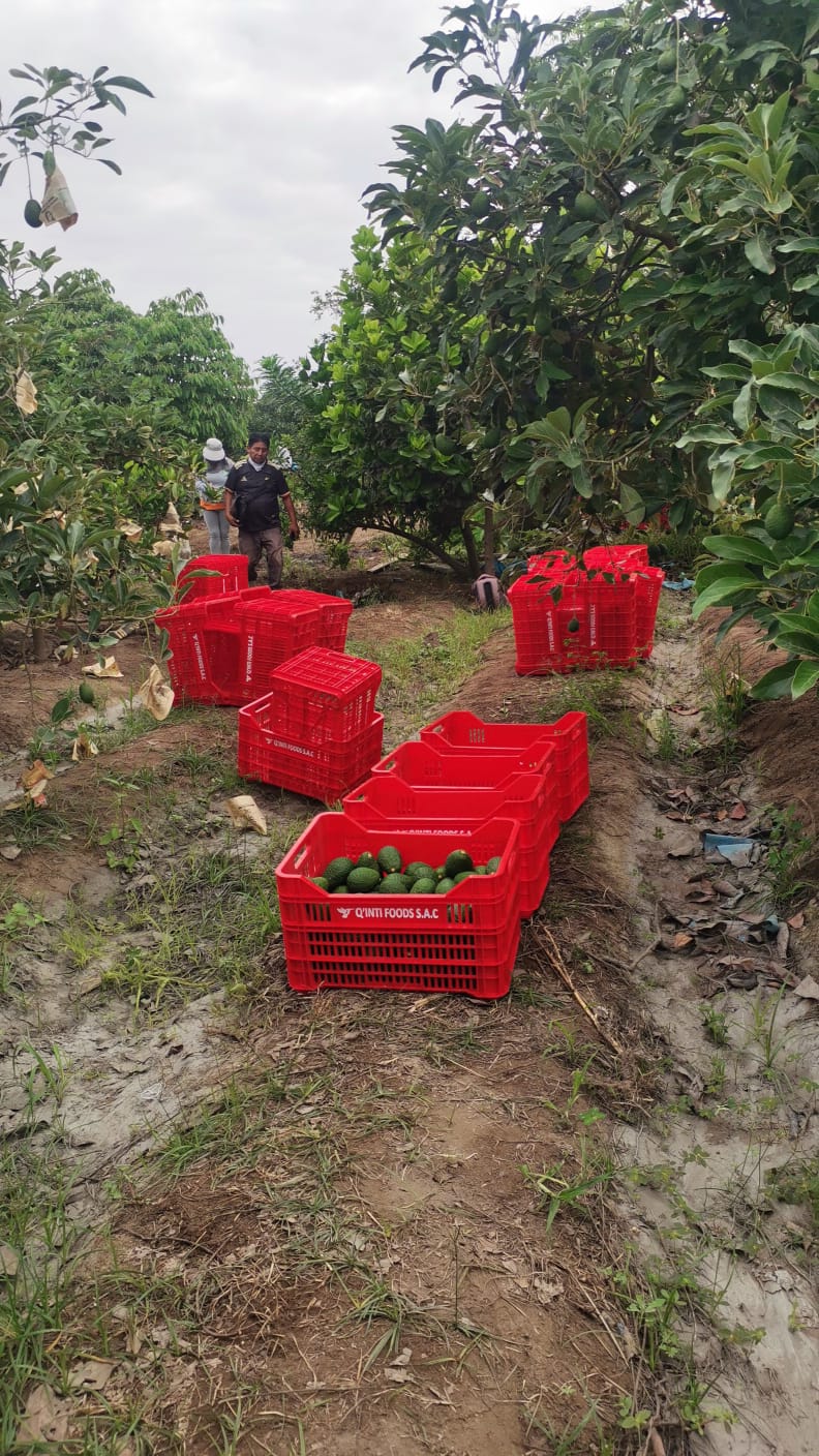 Worker carrying a crate of freshly harvested avocados through an Andean valley
